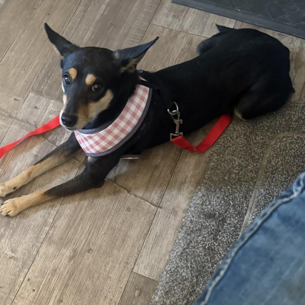 Enlarge Becca , a ADOPTABLE Miniature Pinscher in Garland, TX image 3/5