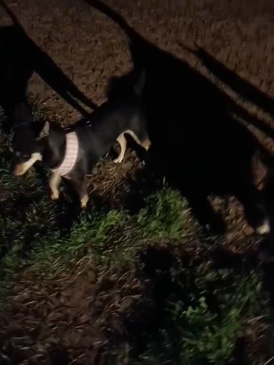Enlarge Becca , a ADOPTABLE Miniature Pinscher in Garland, TX video 5/5