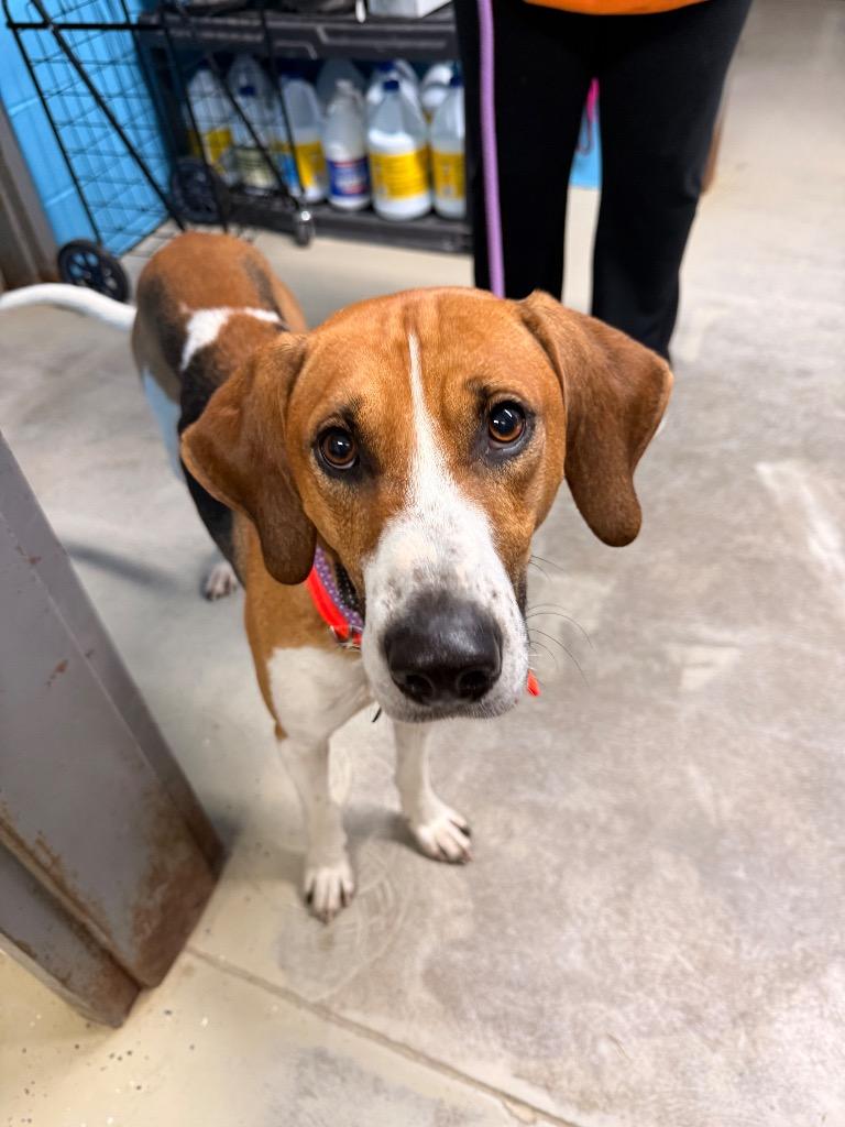 Comet, Adoptable, Young Male Foxhound.