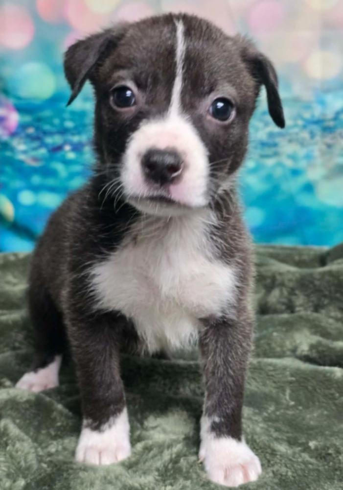 Linda, a Adoptable mixed breed in Sedalia, CO image 1/6