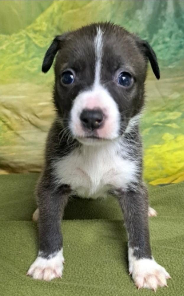 Linda, a Adoptable mixed breed in Sedalia, CO image 4/6
