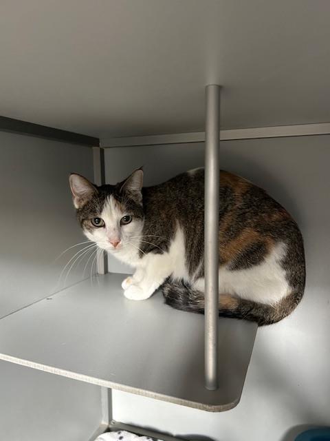 Enlarge Bullhead / 10-2, a Adoptable Domestic Short Hair in Anoka, MN image 1/1