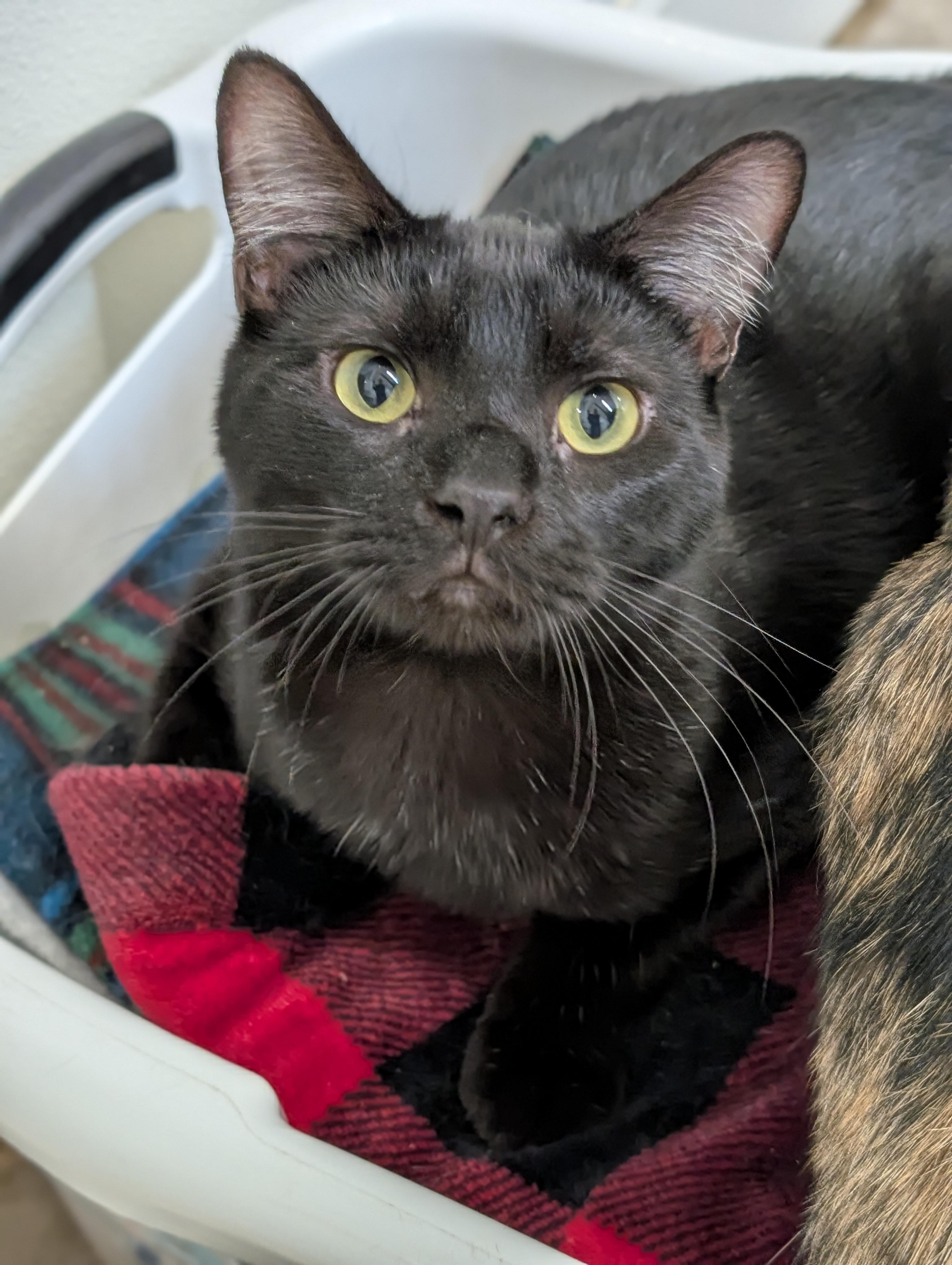 Forrest, a Adoptable Domestic Short Hair in Tilton, IL image 3/6