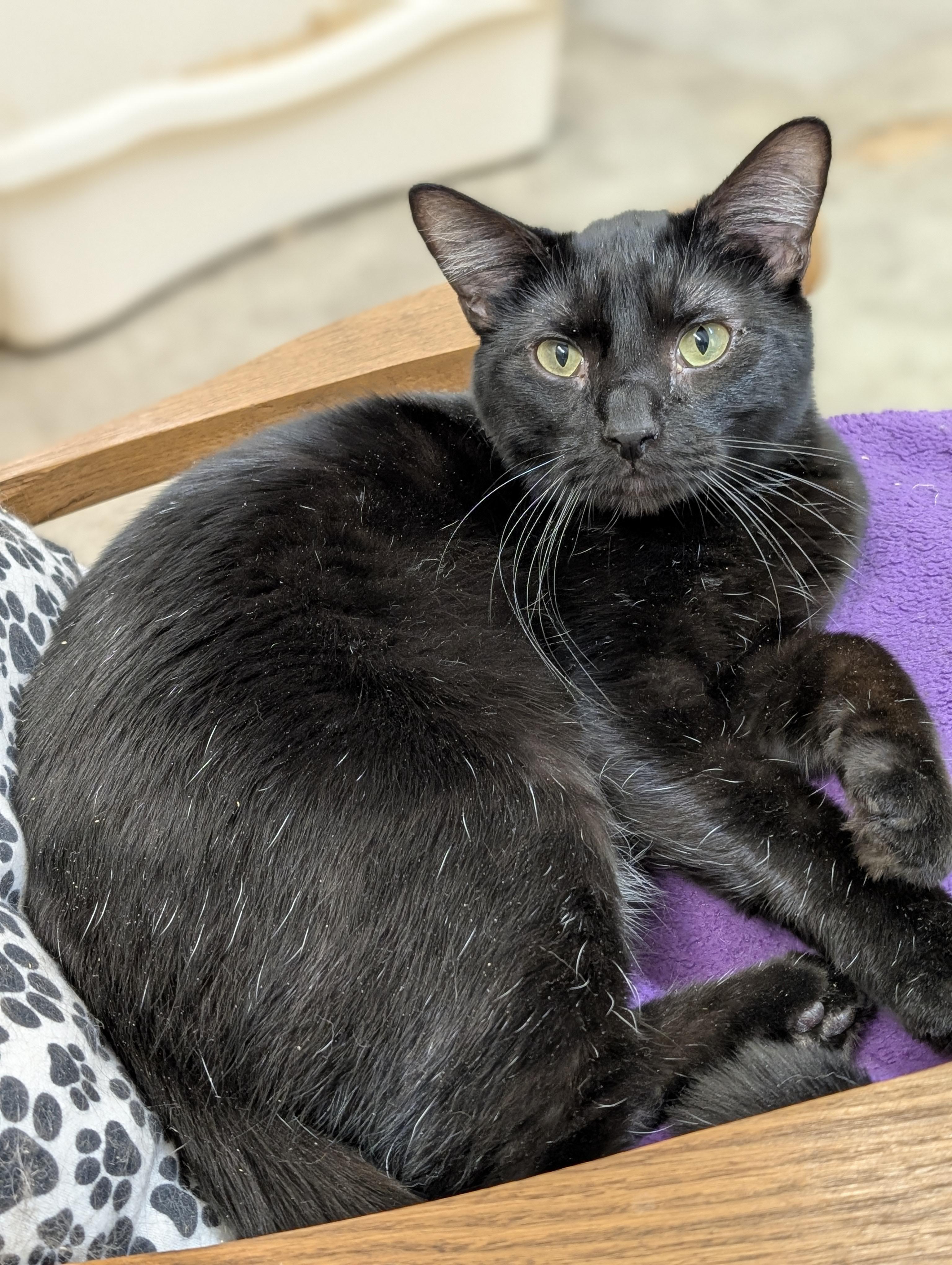 Forrest, a Adoptable Domestic Short Hair in Tilton, IL image 1/6