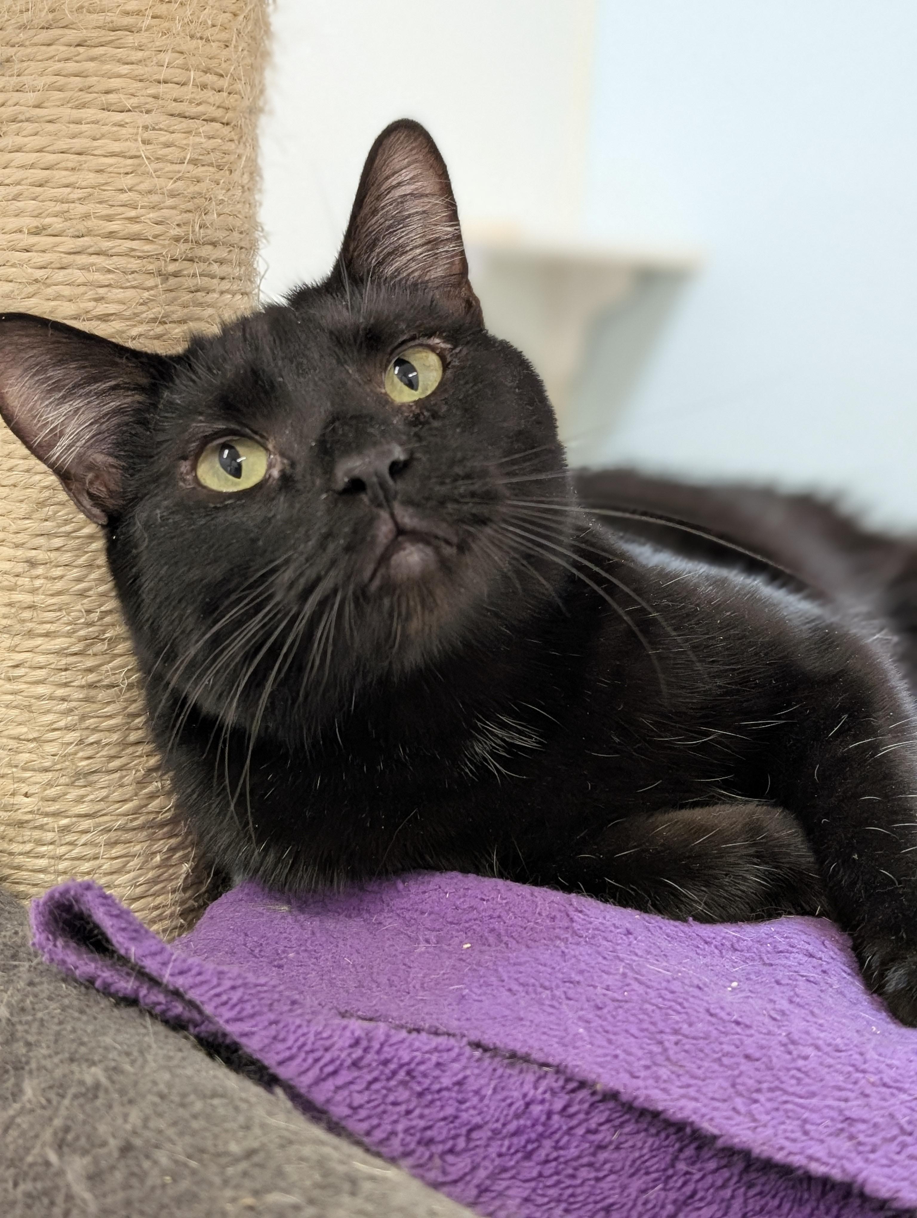 Forrest, Adoptable, Young Male Domestic Short Hair.