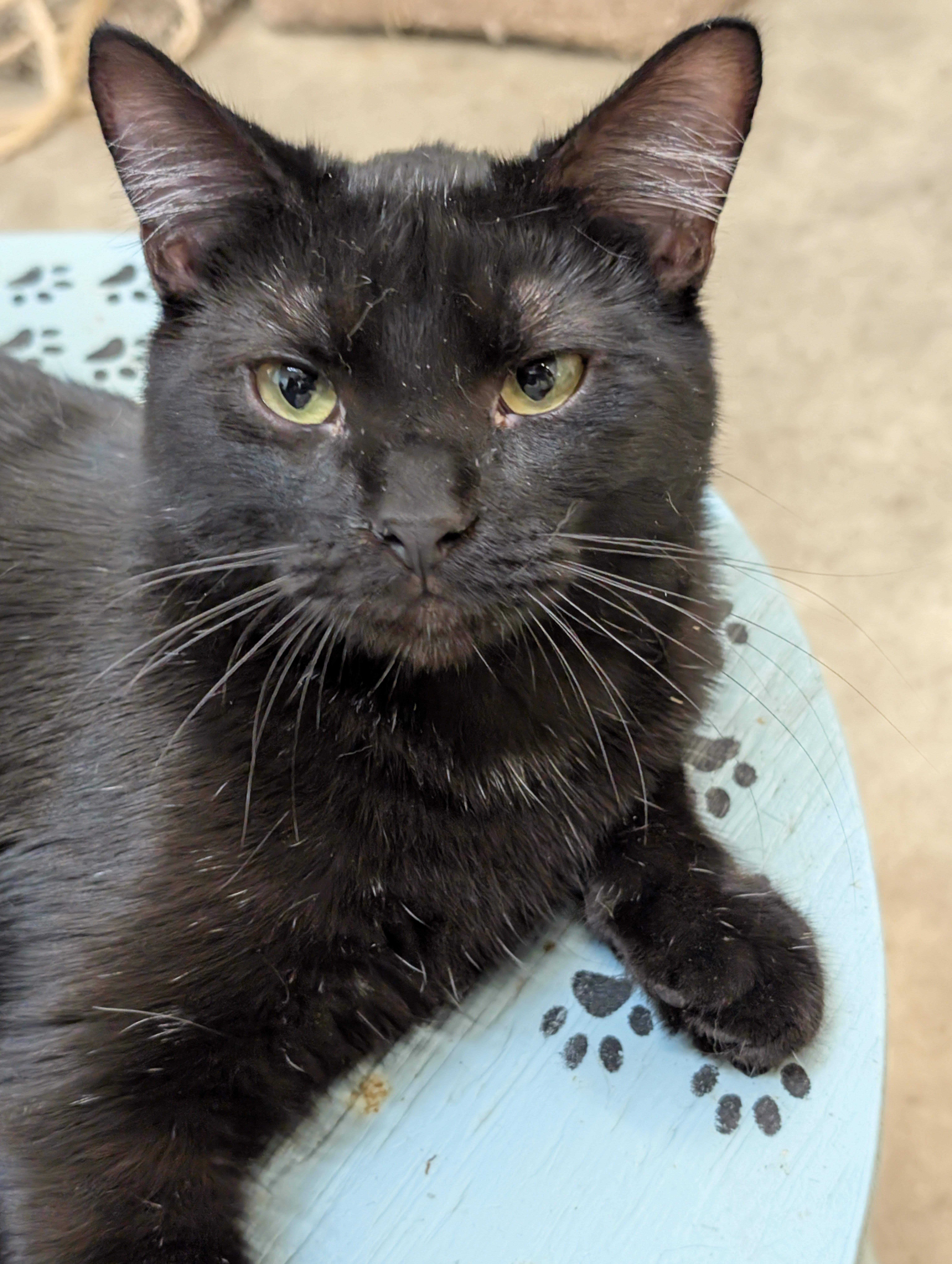 Forrest, a Adoptable Domestic Short Hair in Tilton, IL image 4/6