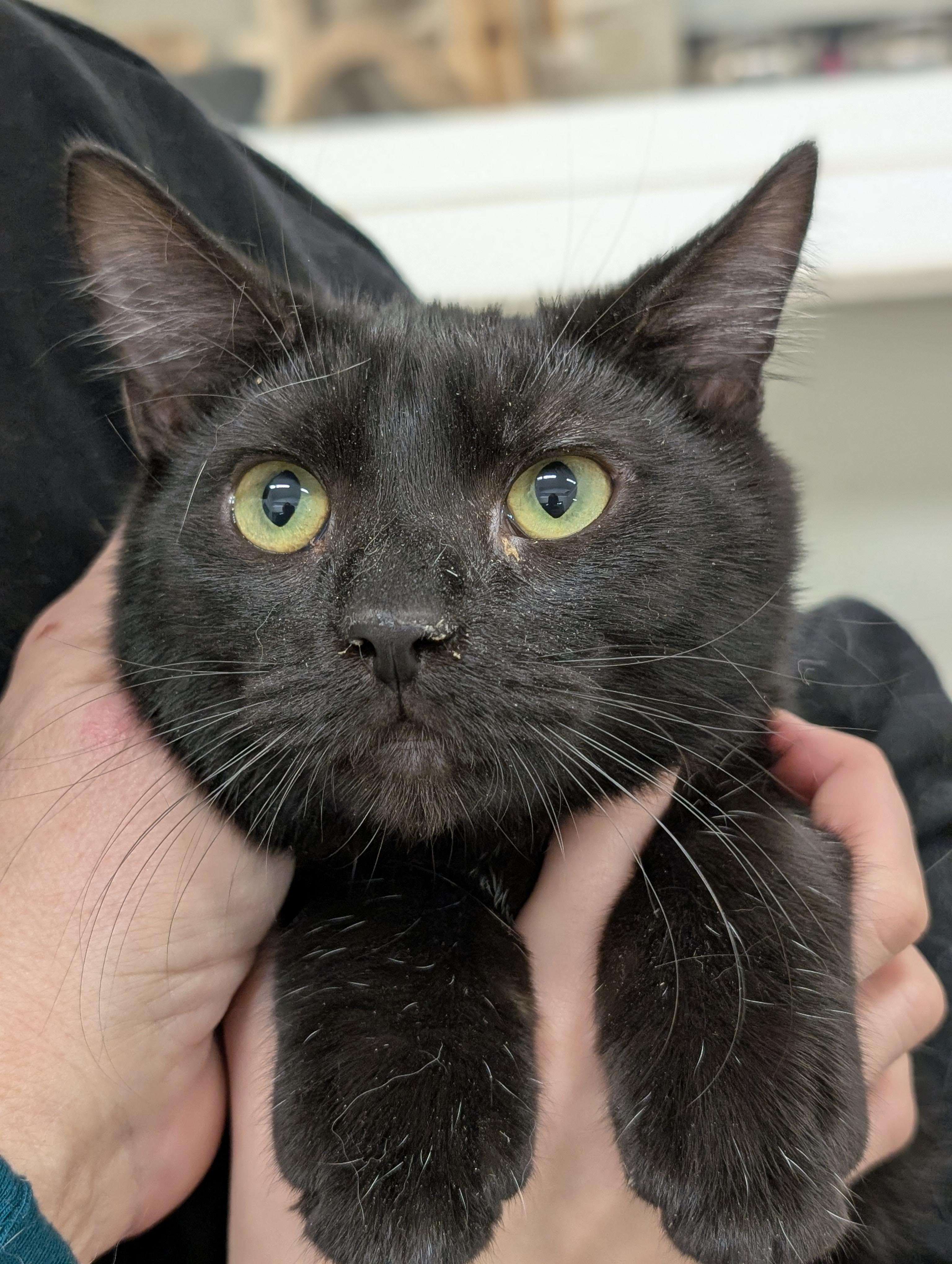 Forrest, a Adoptable Domestic Short Hair in Tilton, IL image 6/6