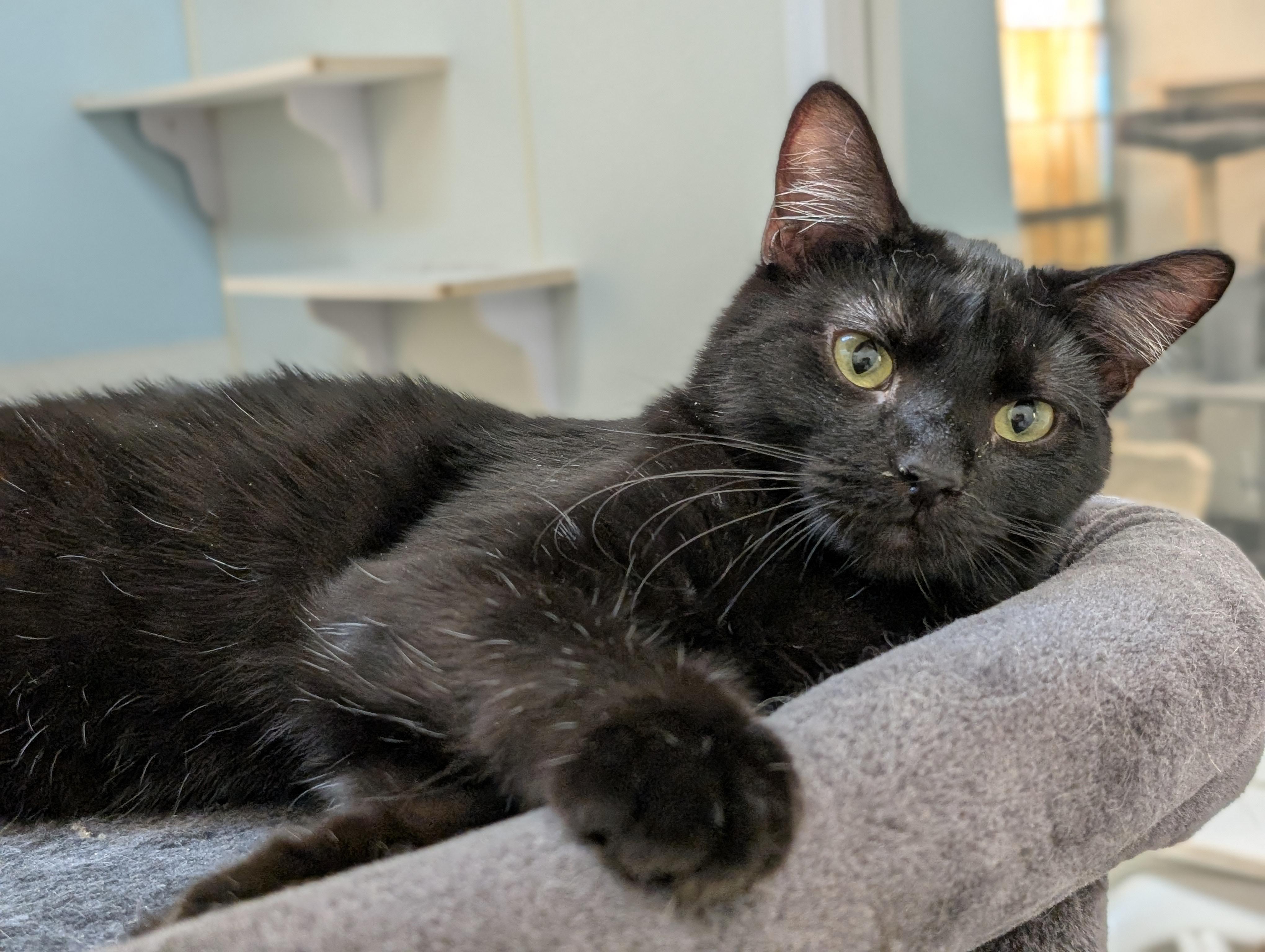Forrest, a Adoptable Domestic Short Hair in Tilton, IL image 5/6