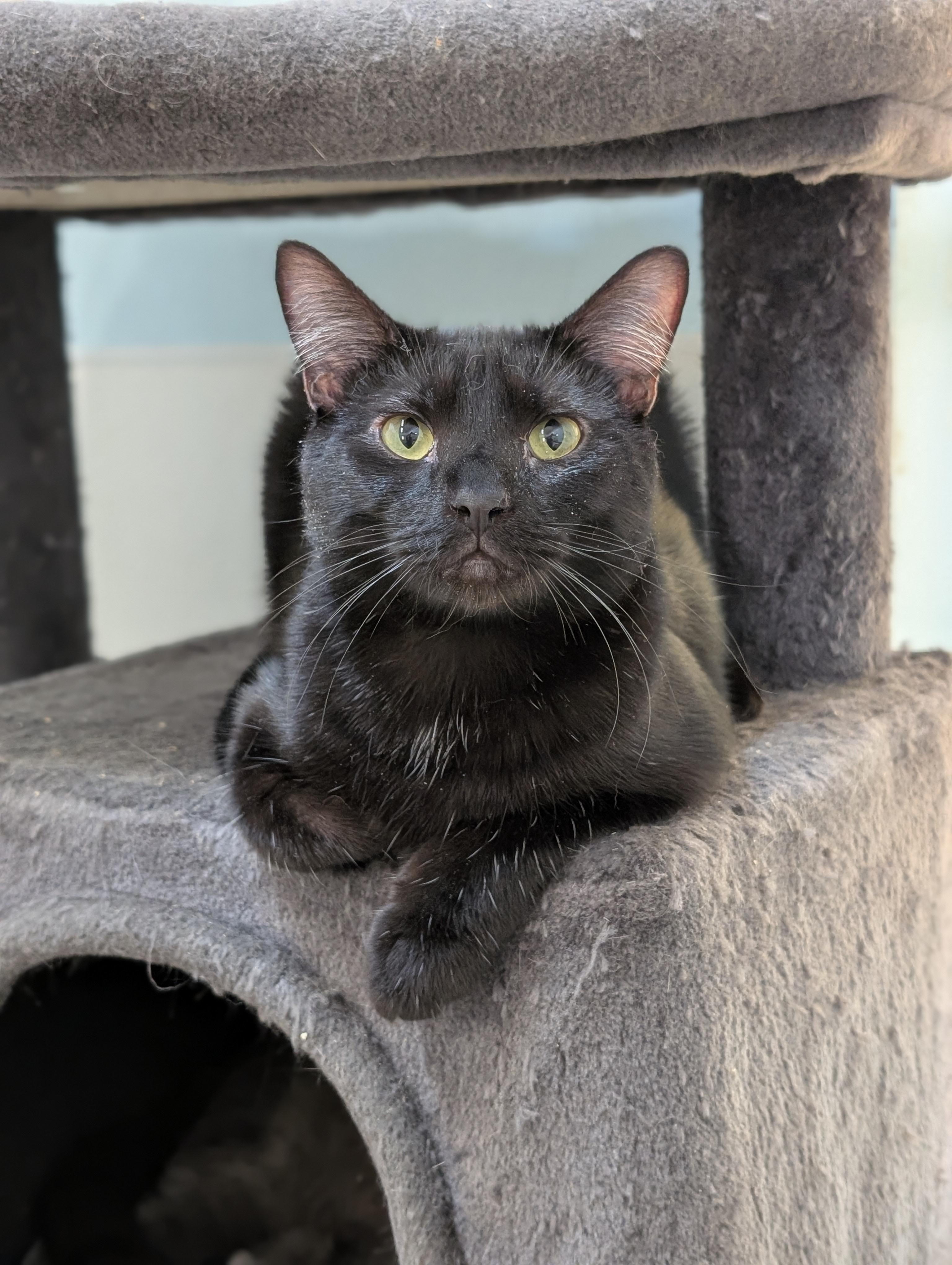Forrest, a Adoptable Domestic Short Hair in Tilton, IL image 2/6