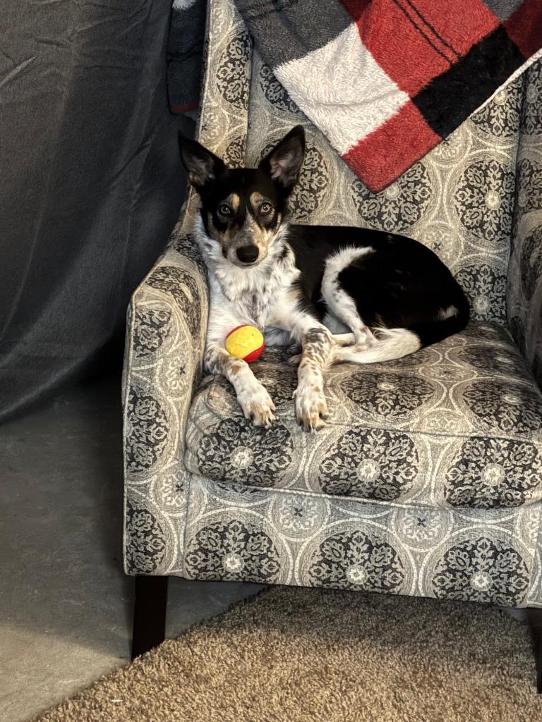 Stevie, Adoptable, Adult Female Australian Cattle Dog / Blue Heeler & Border Collie.