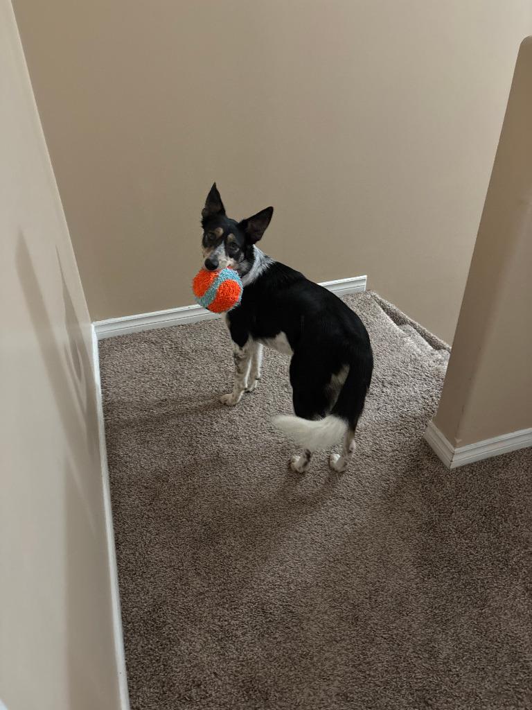 Enlarge Stevie, a Adoptable mixed breed in Didsbury, AB image 3/3