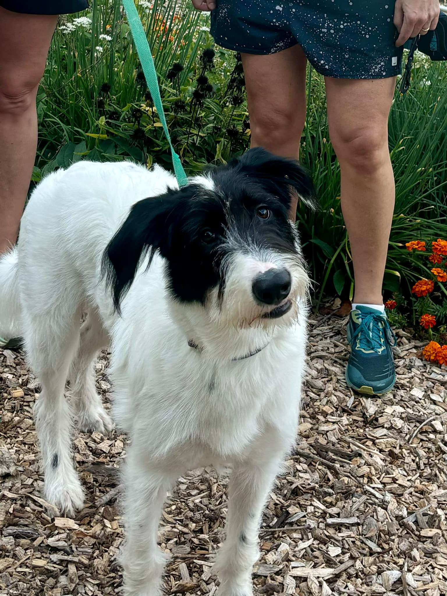 Jeddy, a Adopted mixed breed in Chattanooga, TN image 2/6