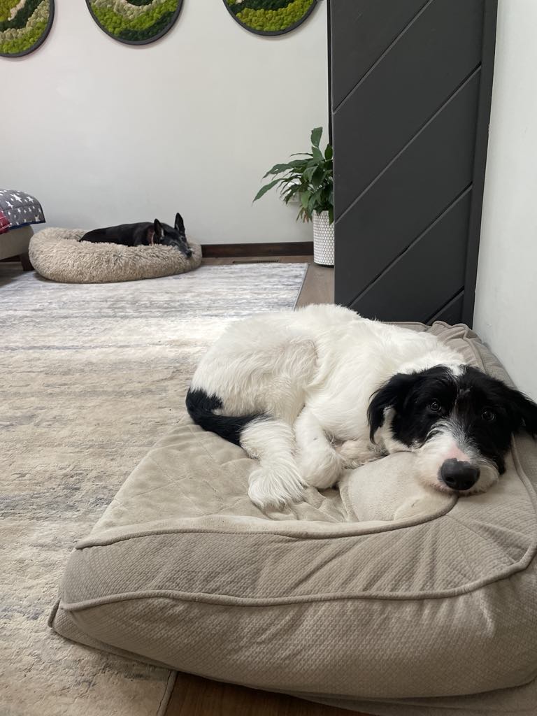 Jeddy, a Adopted mixed breed in Chattanooga, TN image 3/6