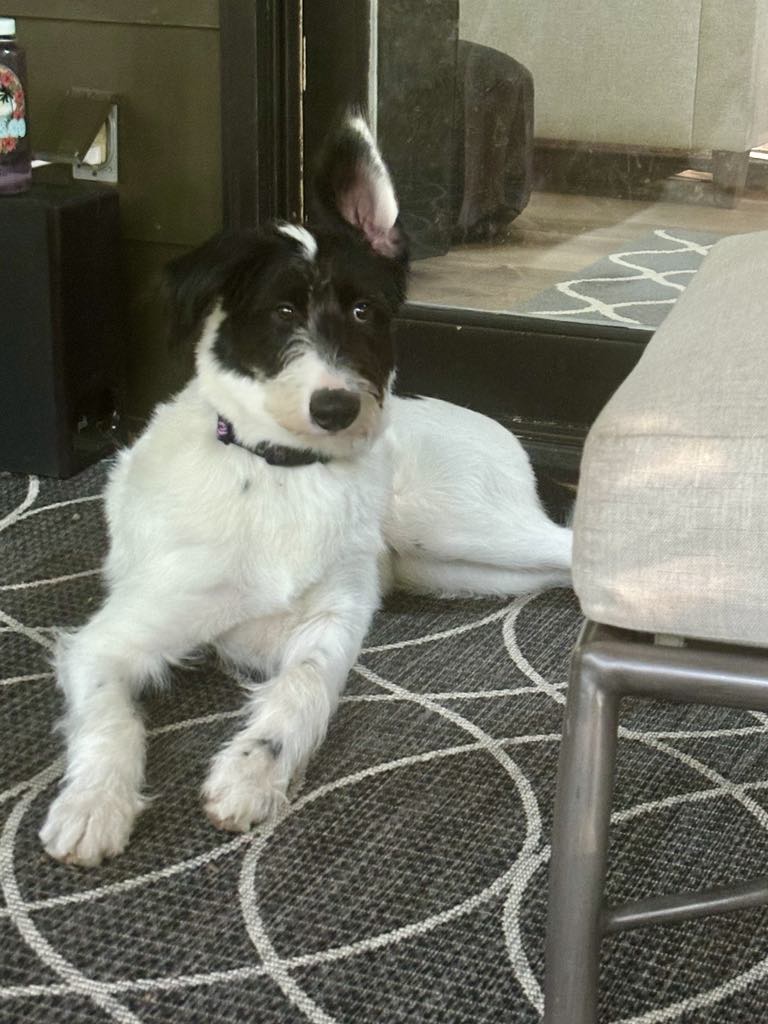 Jeddy, a Adopted mixed breed in Chattanooga, TN image 1/6