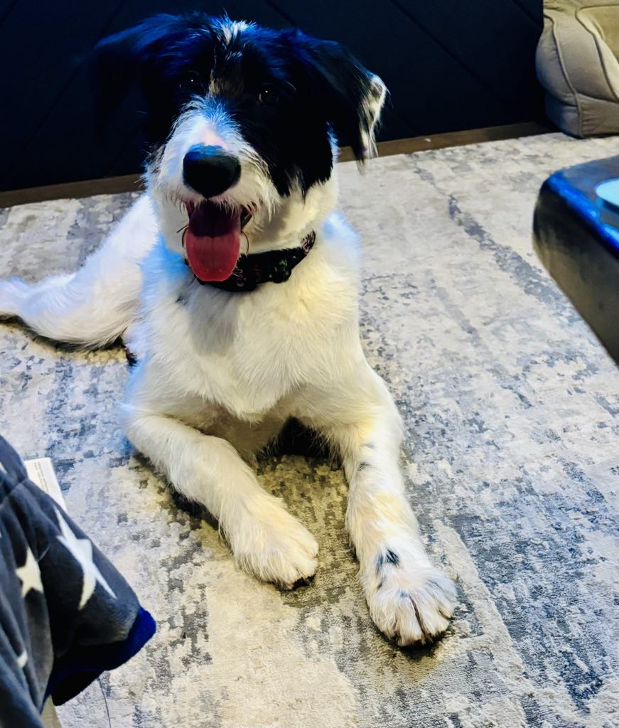 Jeddy, a Adopted mixed breed in Chattanooga, TN image 4/6