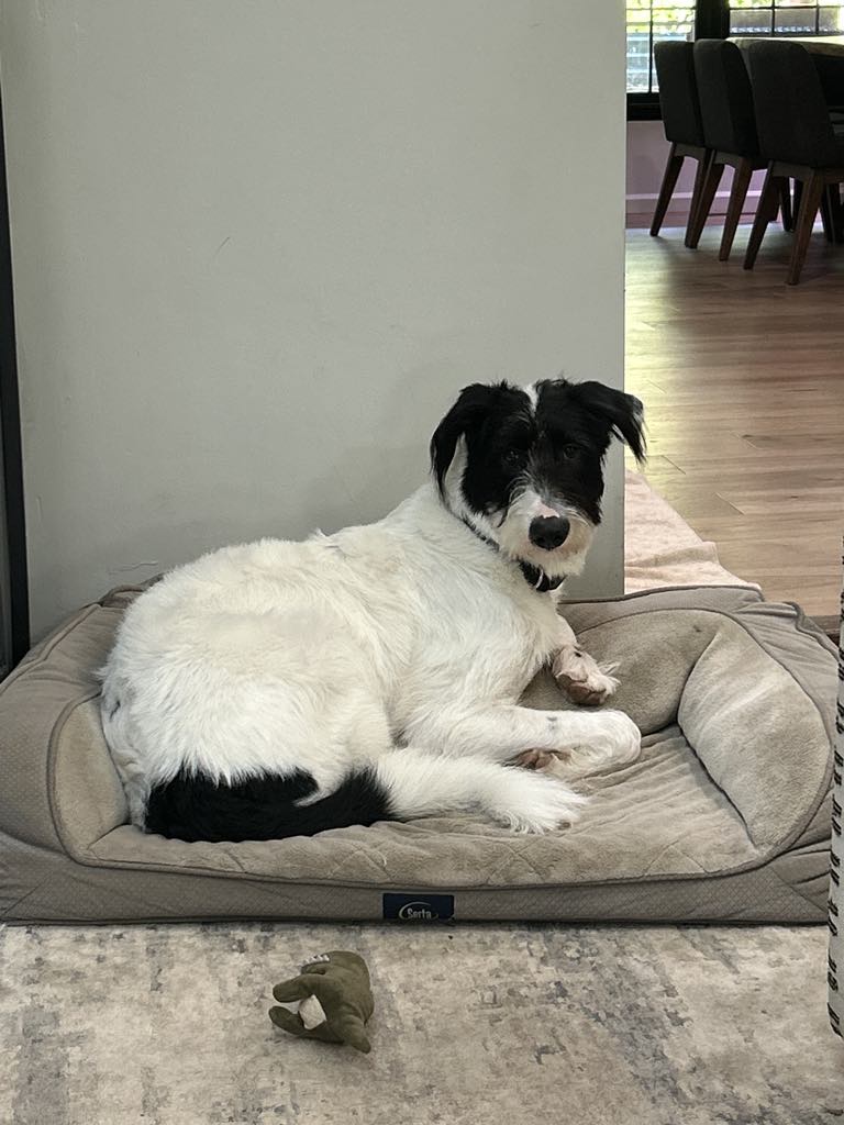 Jeddy, a Adopted mixed breed in Chattanooga, TN image 5/6