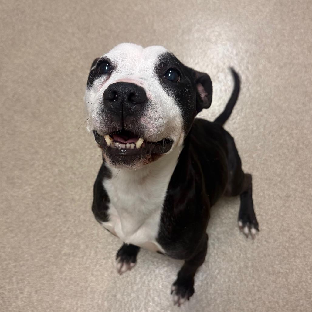 Enlarge Elwood, a Adoptable Mixed Breed in Bristol, IN image 1/1