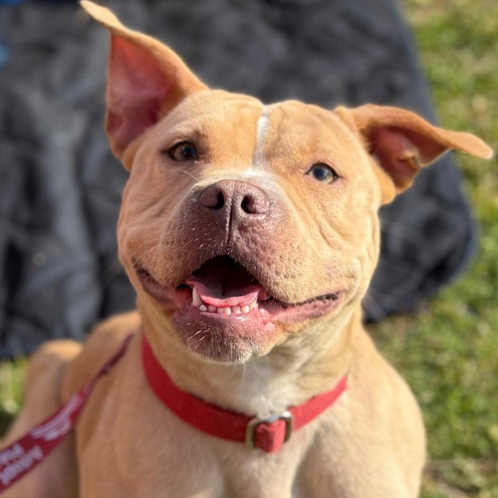 Saleta, Adoptable, Young Female Terrier.