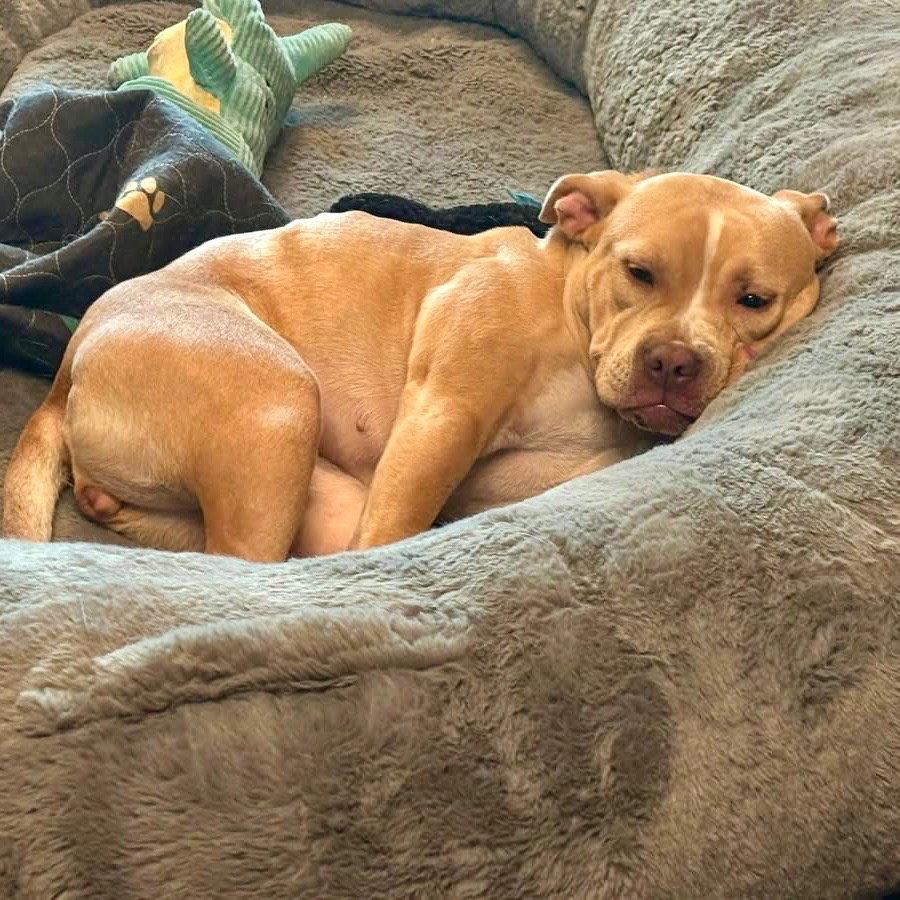 Saleta, Adoptable, Young Female Terrier.