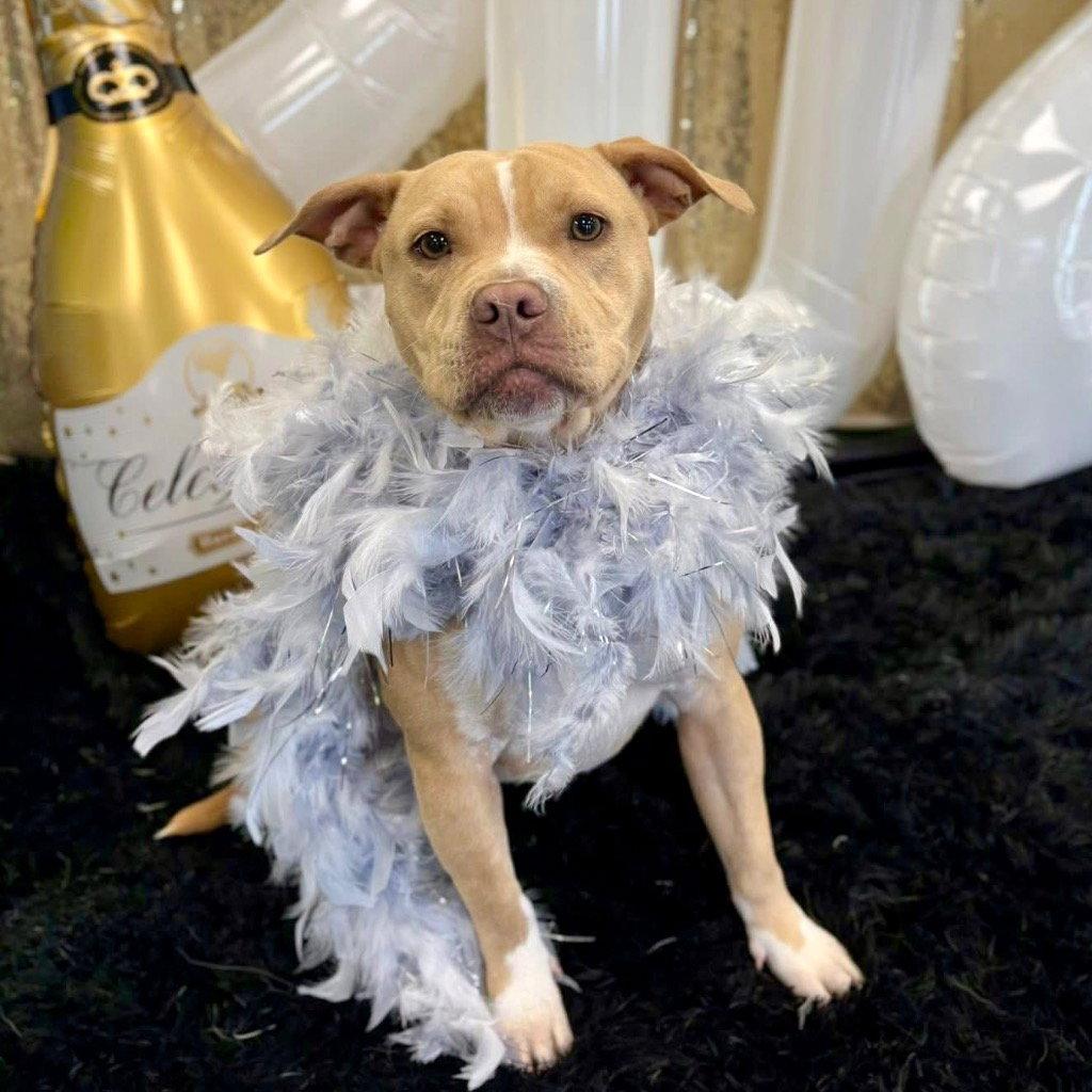 Enlarge Saleta, a Adoptable Terrier in Bloomfield, CT image 2/3