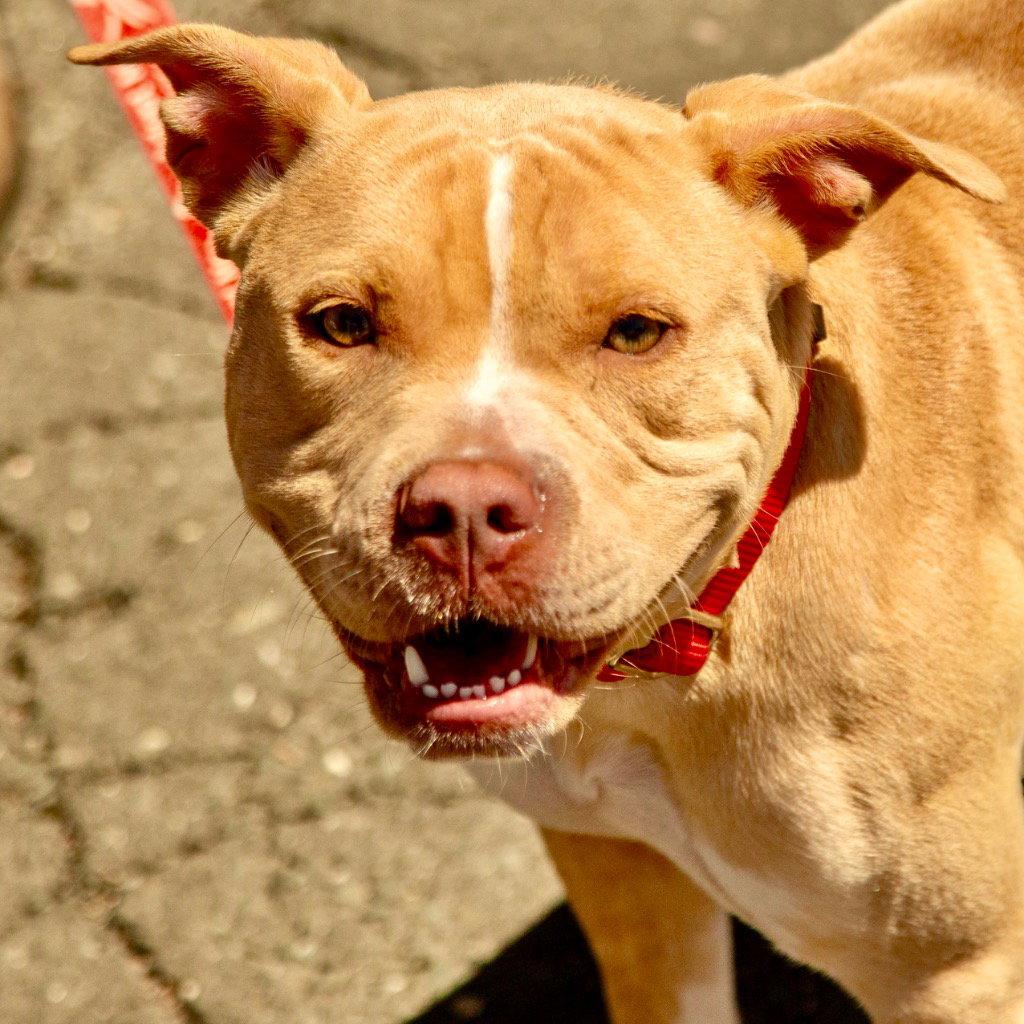 Enlarge Saleta, a Adoptable Terrier in Bloomfield, CT image 3/3