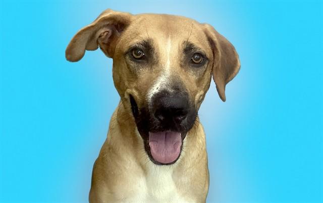 VIOLET, Adoptable, Young Female German Shepherd Dog & Mixed Breed.