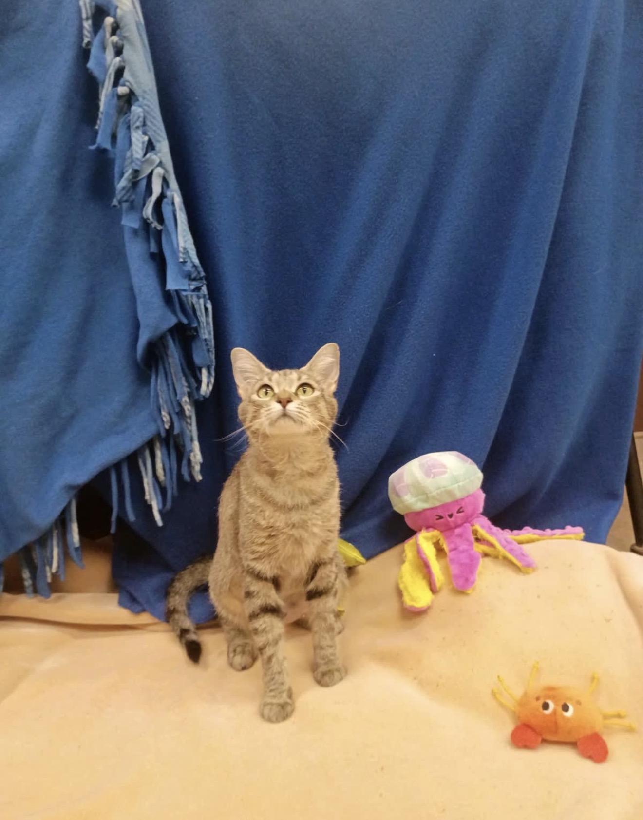 Enlarge Gemma, a Adopted Domestic Short Hair in Pueblo, CO image 2/2