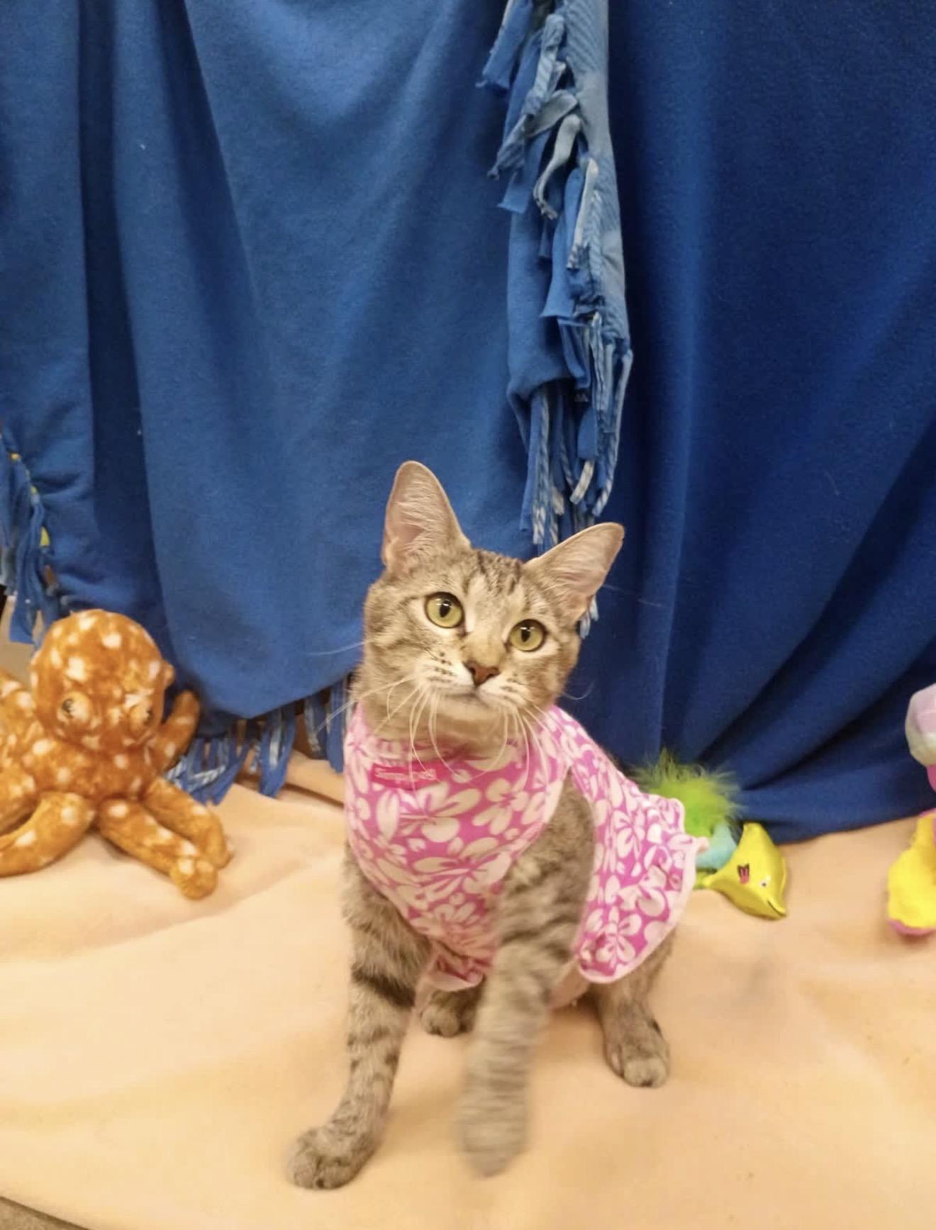 Gemma, Adopted, Young Female Domestic Short Hair.