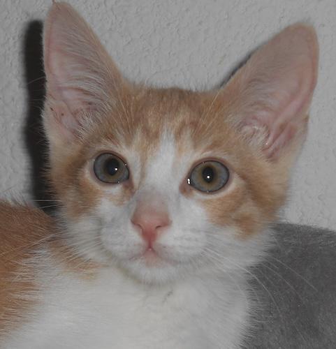 BuzzAldrin, adopted, Kitten Male Tabby.