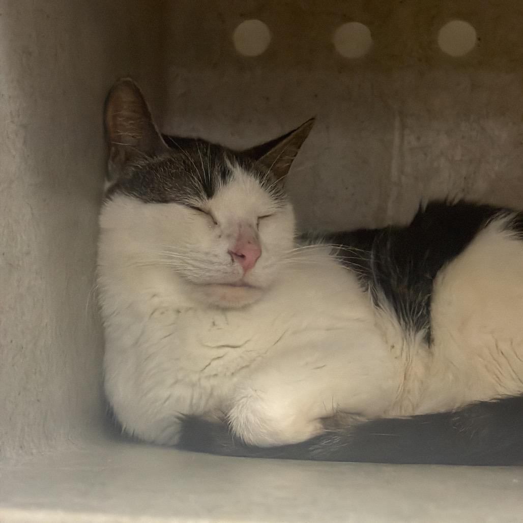 Enlarge Drew 36, a Adoptable Domestic Short Hair in Philadelphia, PA image 1/6