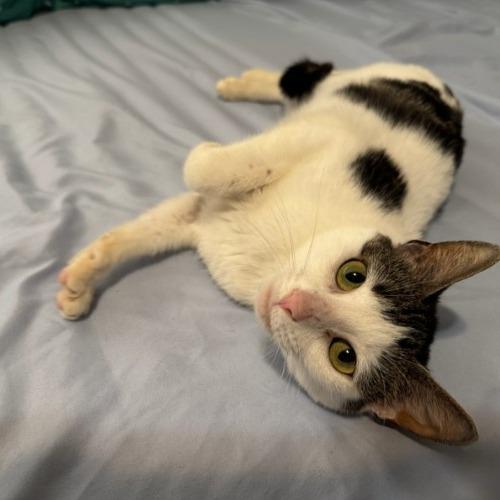 Enlarge Drew 36, a Adoptable Domestic Short Hair in Philadelphia, PA image 2/6