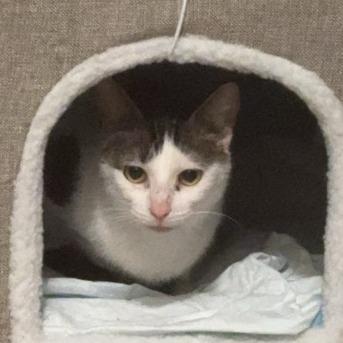 Enlarge Drew 36, a Adoptable Domestic Short Hair in Philadelphia, PA image 3/6