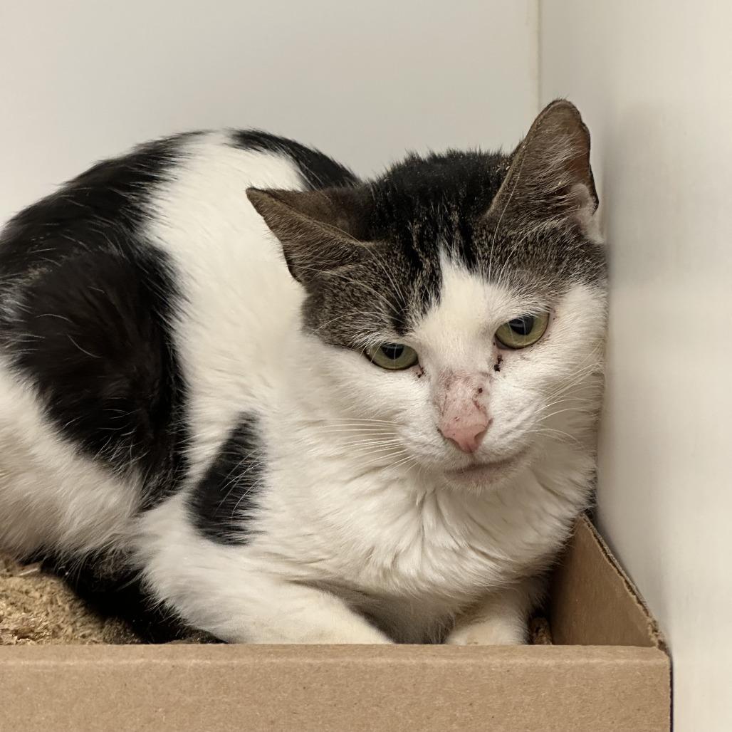 Enlarge Drew 36, a Adoptable Domestic Short Hair in Philadelphia, PA image 4/6