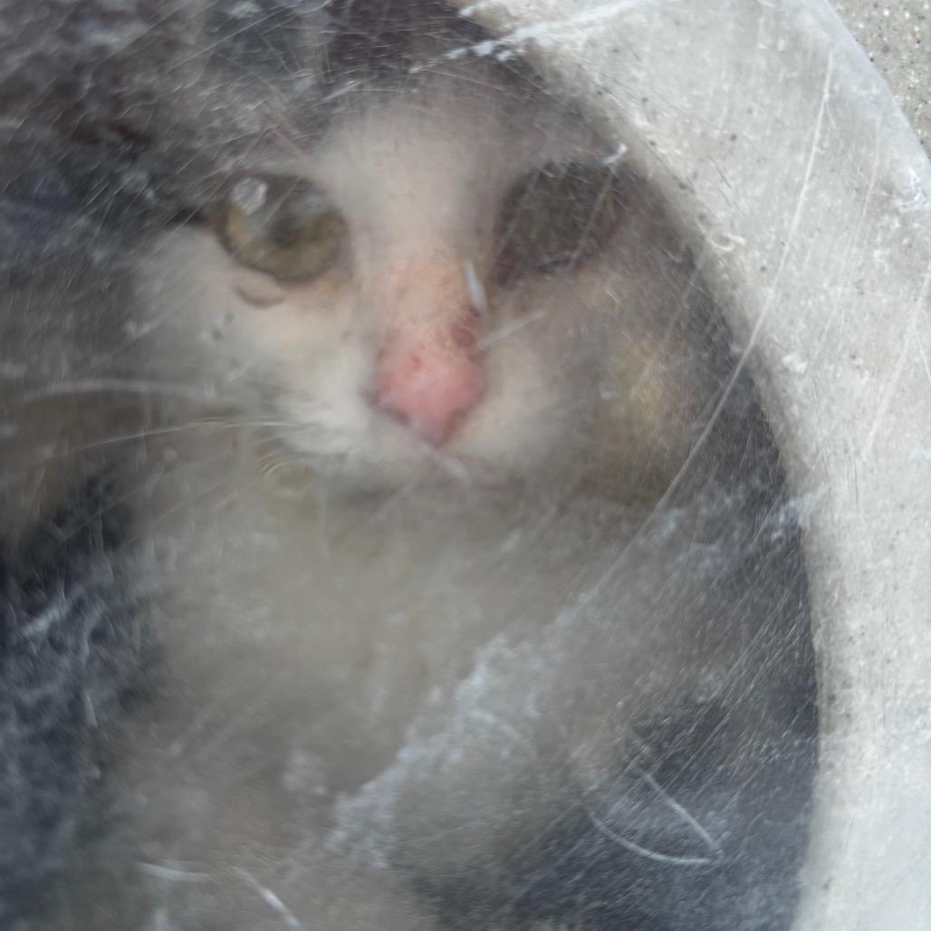 Enlarge Drew 36, a Adoptable Domestic Short Hair in Philadelphia, PA image 5/6