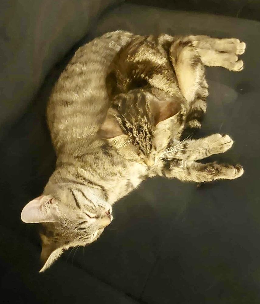 Melinda, adopted, Kitten Female Tabby.