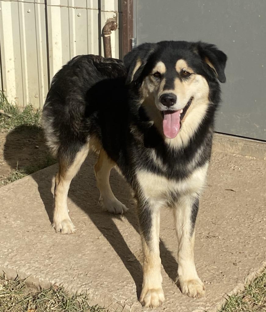 Susie, Adoptable, Young Female Shepherd & Mixed Breed.
