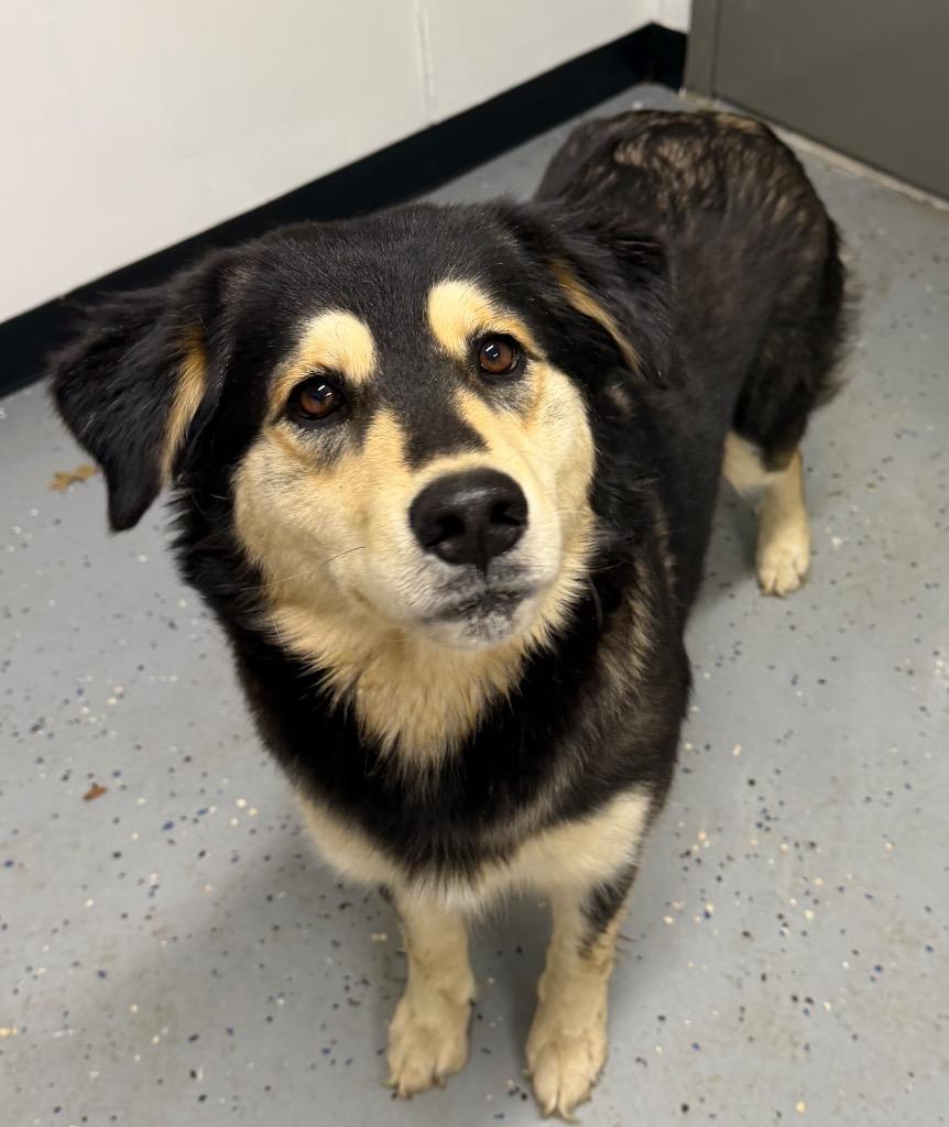 Enlarge Susie, a Adoptable mixed breed in Seven Points, TX image 2/2