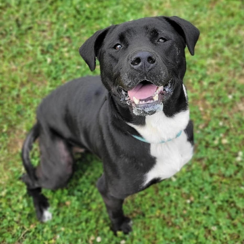 Enlarge CiCi (Sponsored), a Adoptable mixed breed in East Saint Louis, IL image 1/6