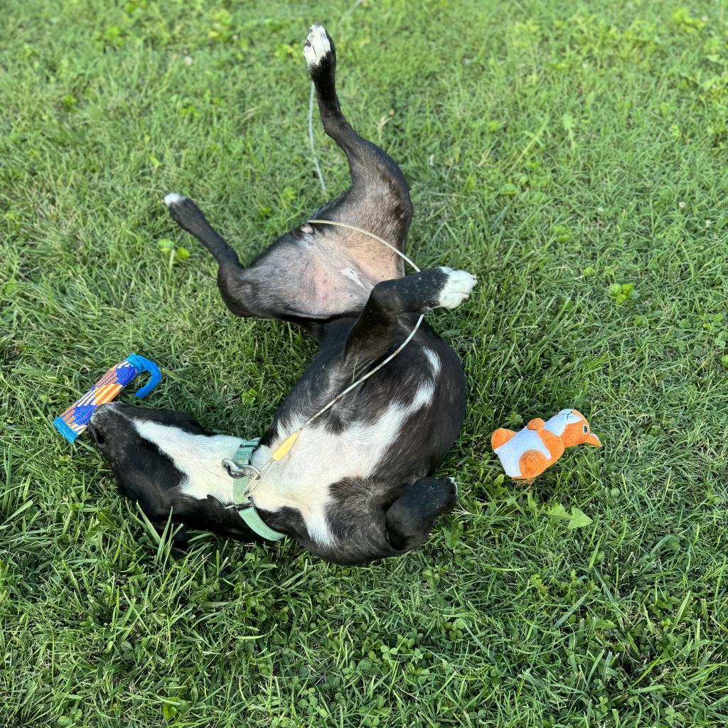 CiCi (Sponsored), Adoptable, Adult Female Black Labrador Retriever & Pit Bull Terrier.