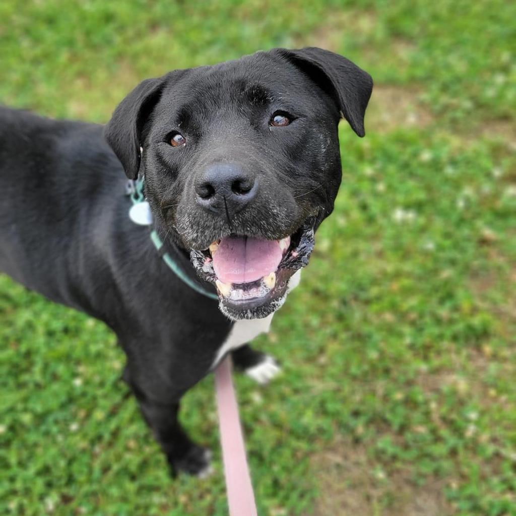 Enlarge CiCi (Sponsored), a Adoptable mixed breed in East Saint Louis, IL image 2/6