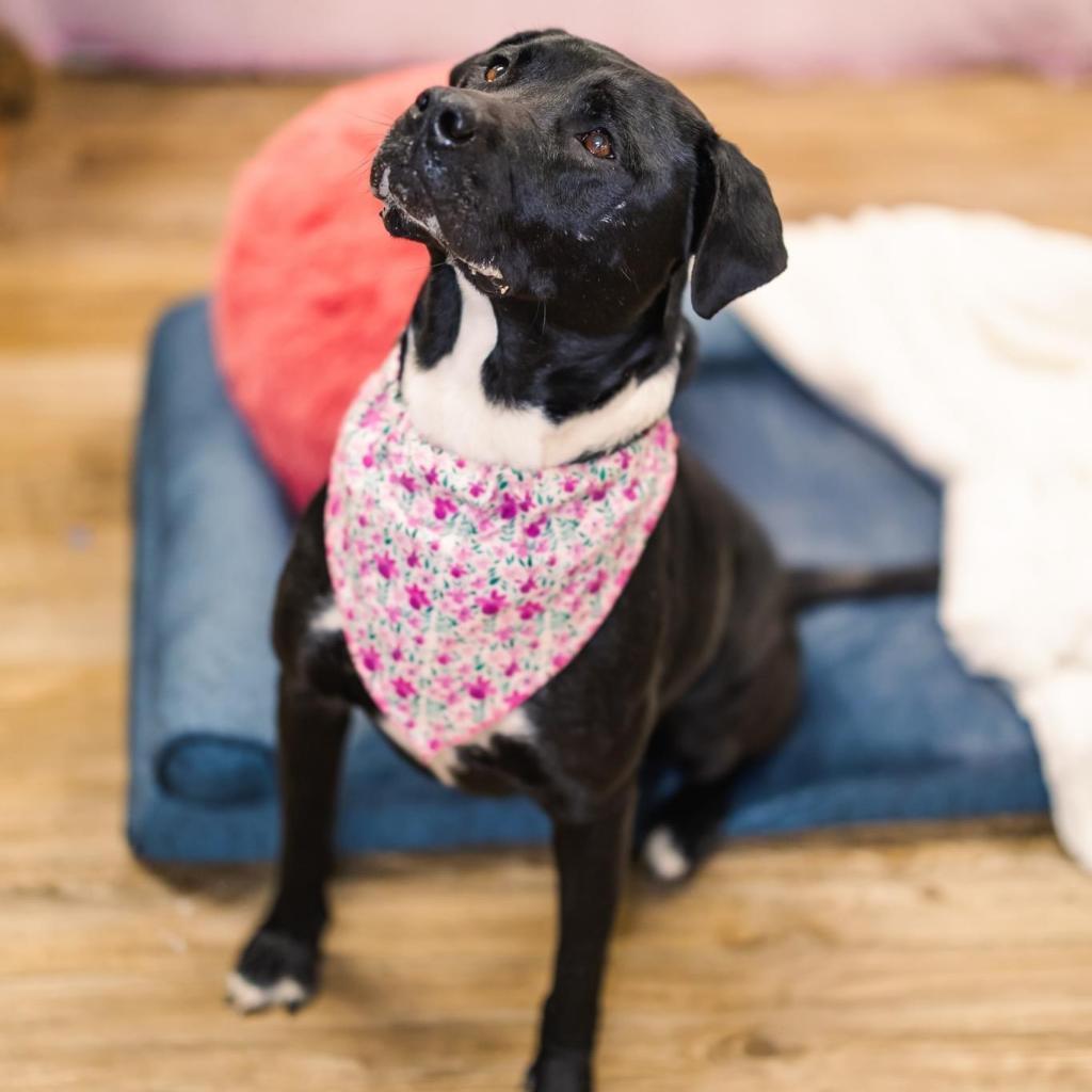 Enlarge CiCi (Sponsored), a Adoptable mixed breed in East Saint Louis, IL image 3/6