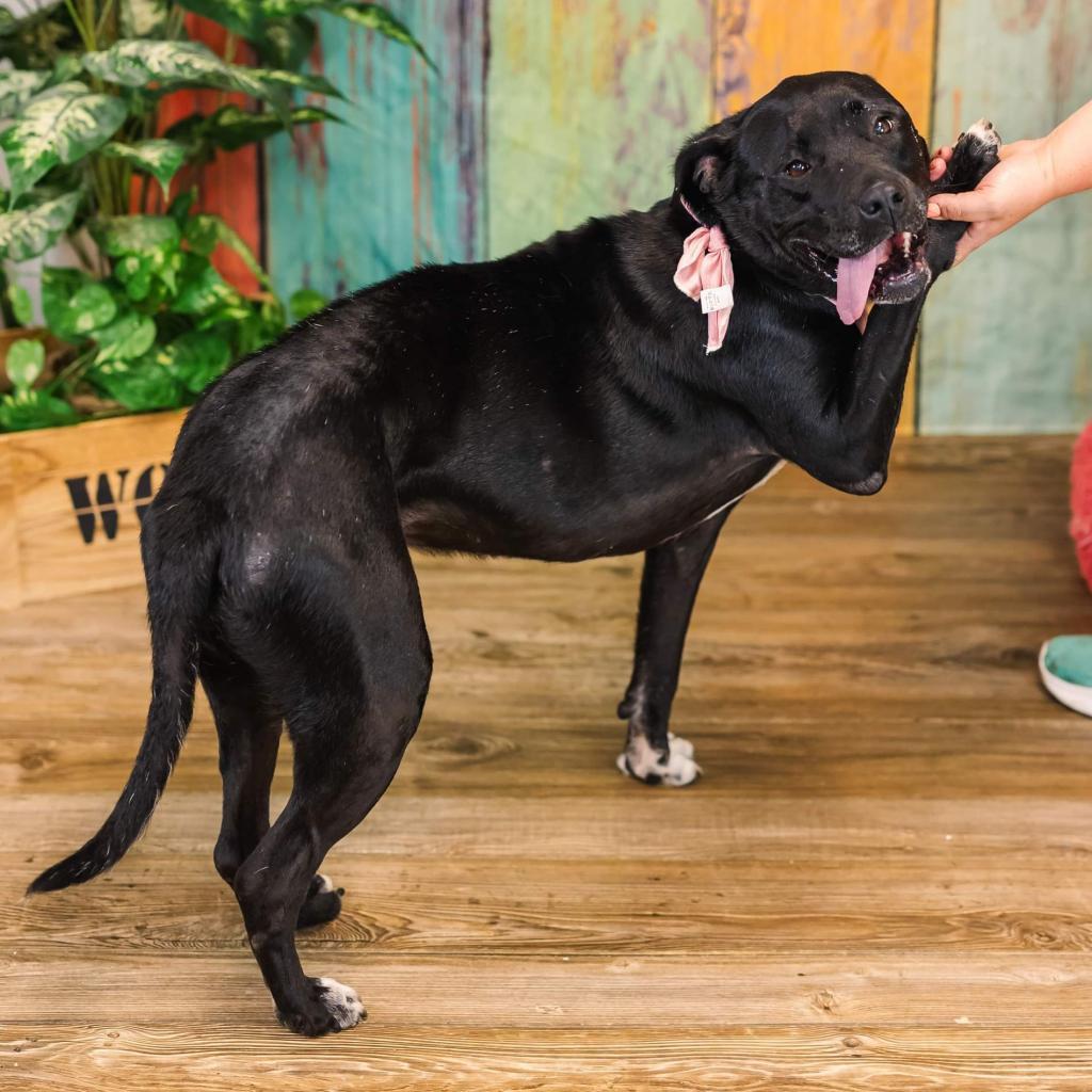 Enlarge CiCi (Sponsored), a Adoptable mixed breed in East Saint Louis, IL image 1/6