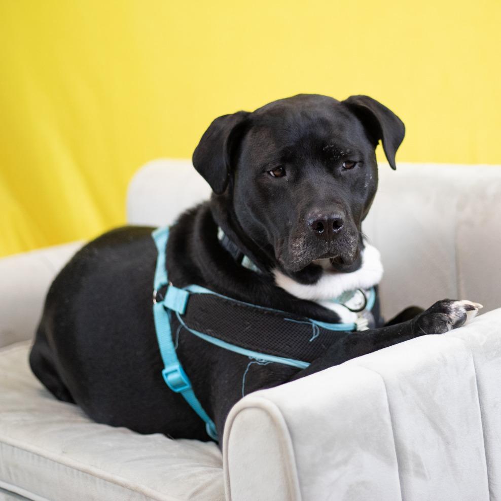 Enlarge CiCi (Sponsored), a Adoptable mixed breed in East Saint Louis, IL image 4/6