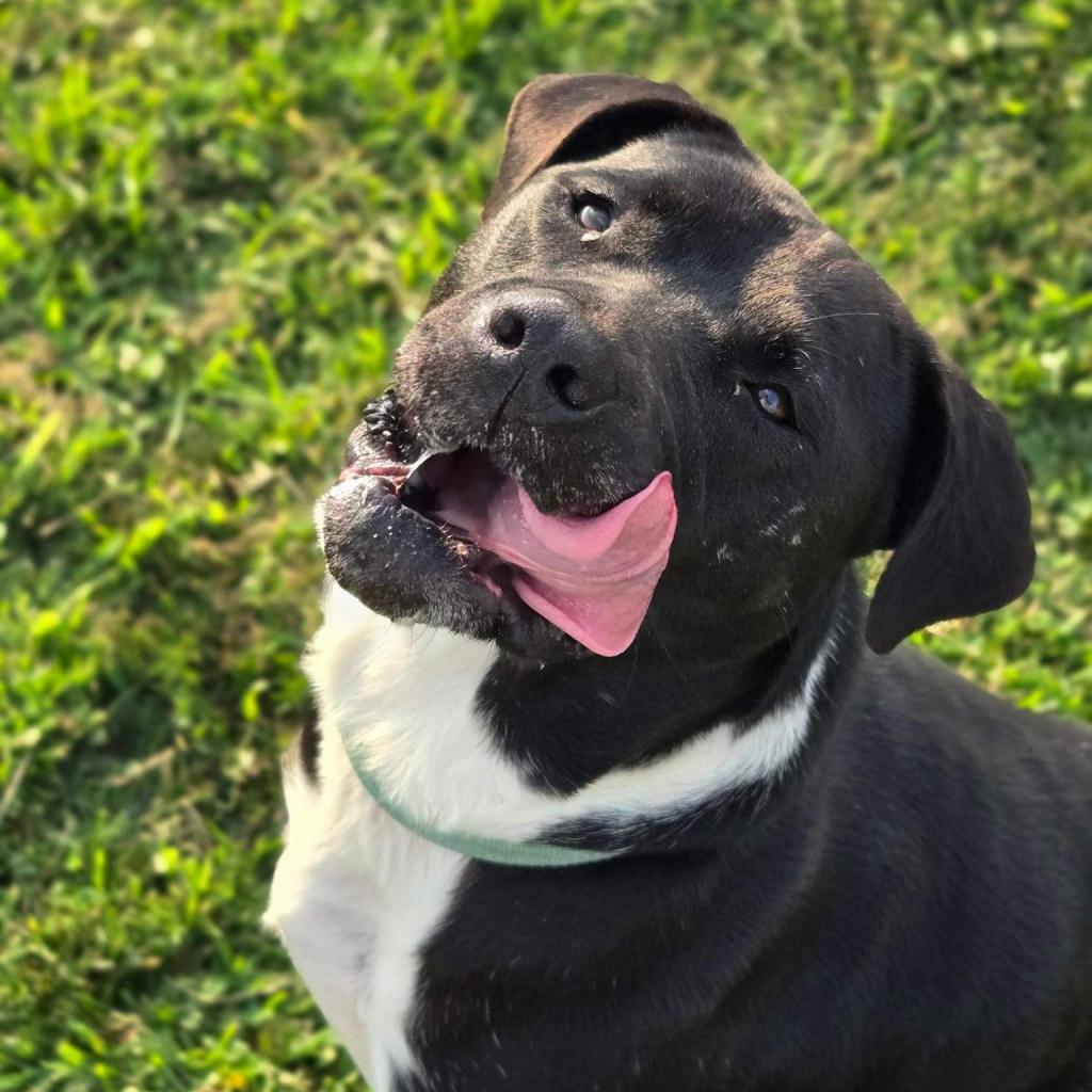 Enlarge CiCi (Sponsored), a Adoptable mixed breed in East Saint Louis, IL image 5/6