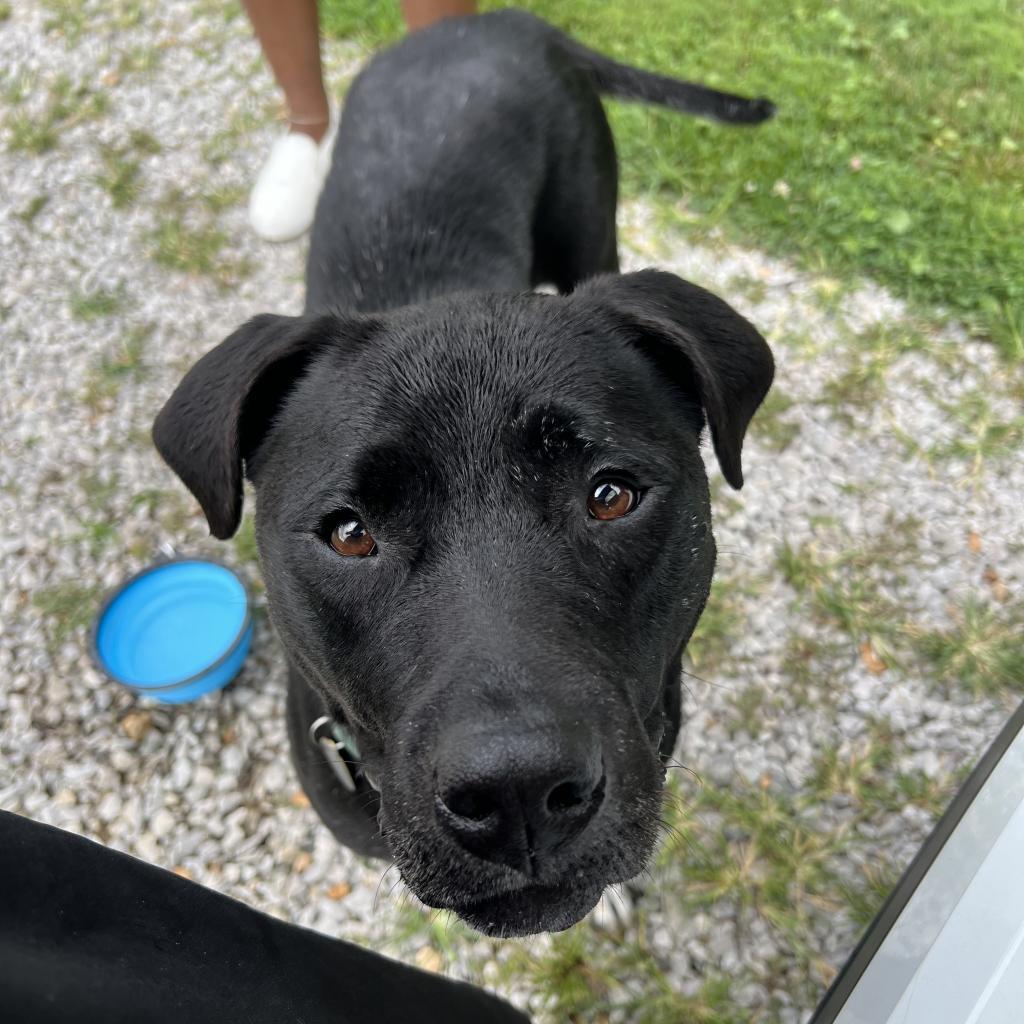 Enlarge CiCi (Sponsored), a Adoptable mixed breed in East Saint Louis, IL image 2/6