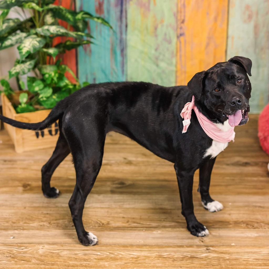 Enlarge CiCi (Sponsored), a Adoptable mixed breed in East Saint Louis, IL image 3/6