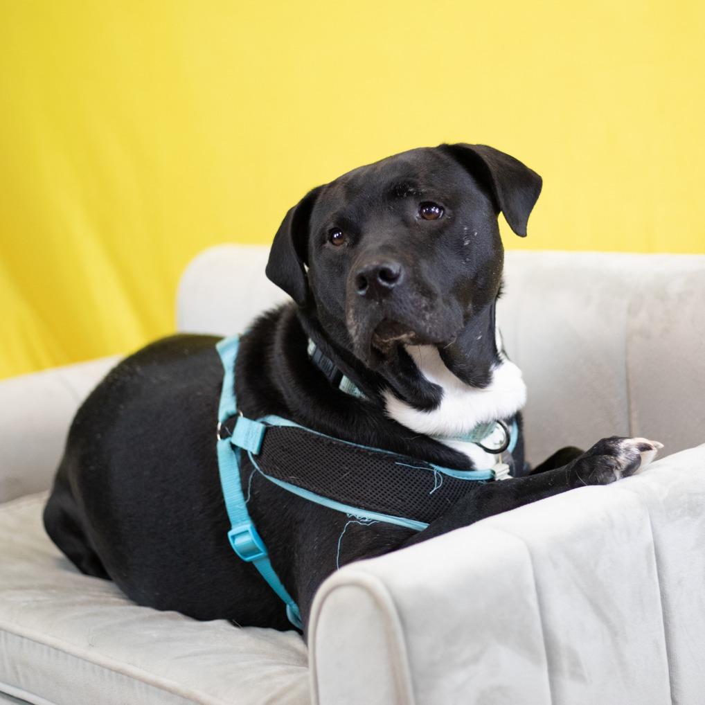 Enlarge CiCi (Sponsored), a Adoptable mixed breed in East Saint Louis, IL image 4/6