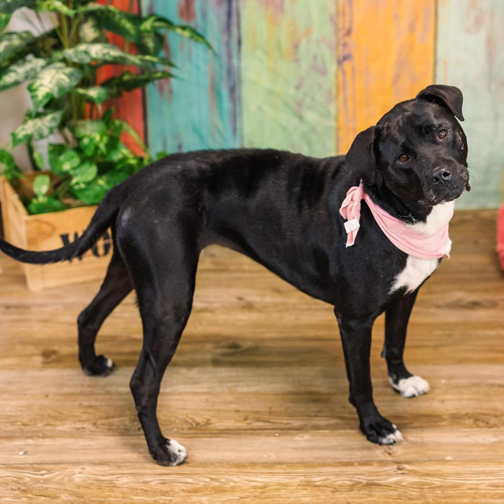 Enlarge CiCi (Sponsored), a Adoptable mixed breed in East Saint Louis, IL image 5/6