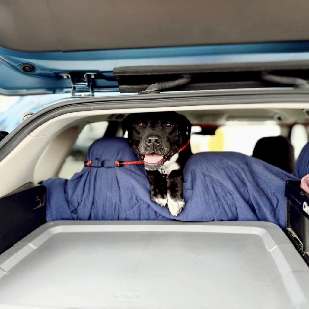 Enlarge CiCi (Sponsored), a Adoptable mixed breed in East Saint Louis, IL image 6/6