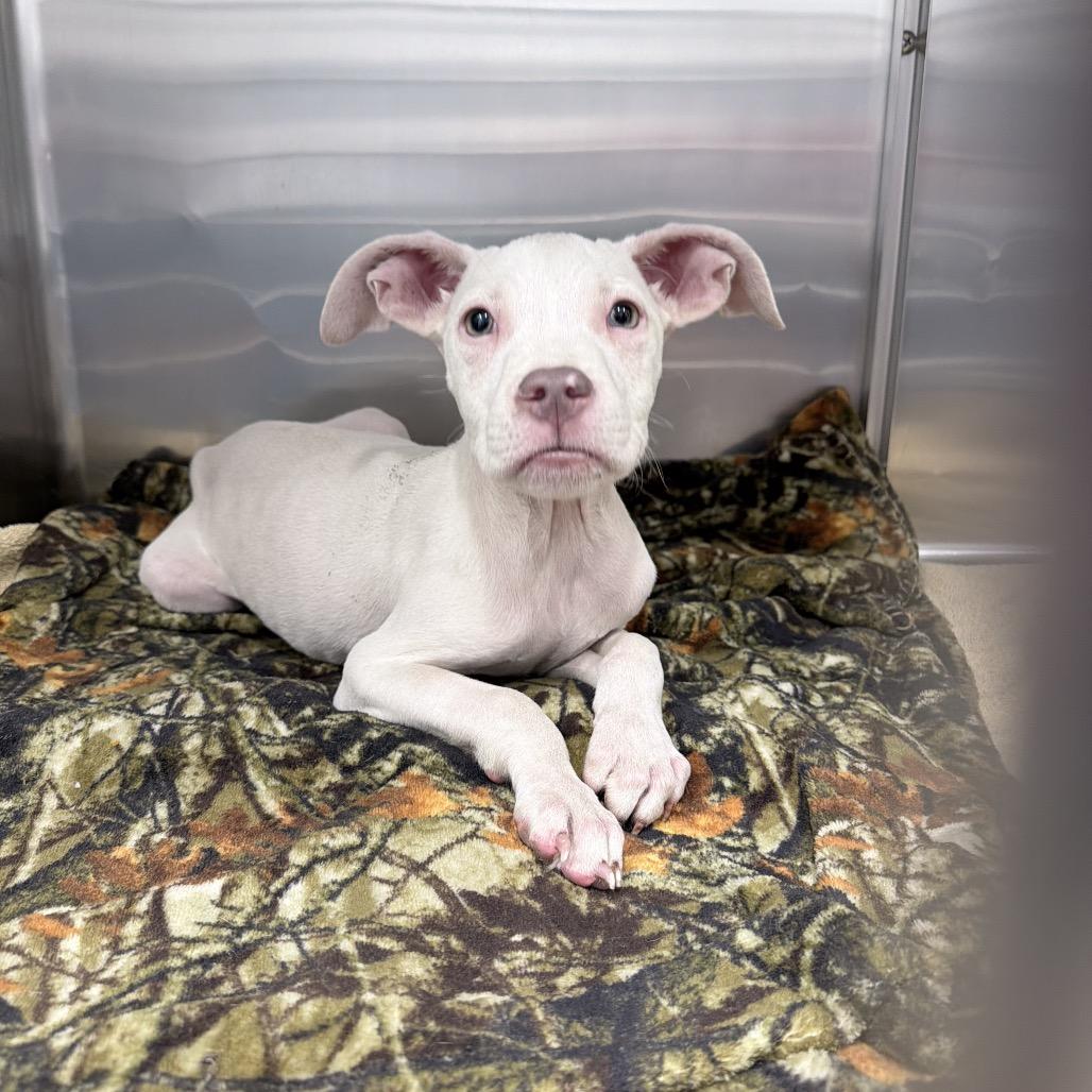Doby, Adoptable, Puppy Male Pit Bull Terrier.